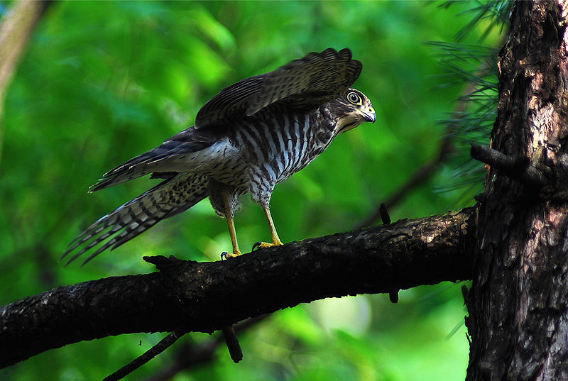 Japanese sparrowhawk