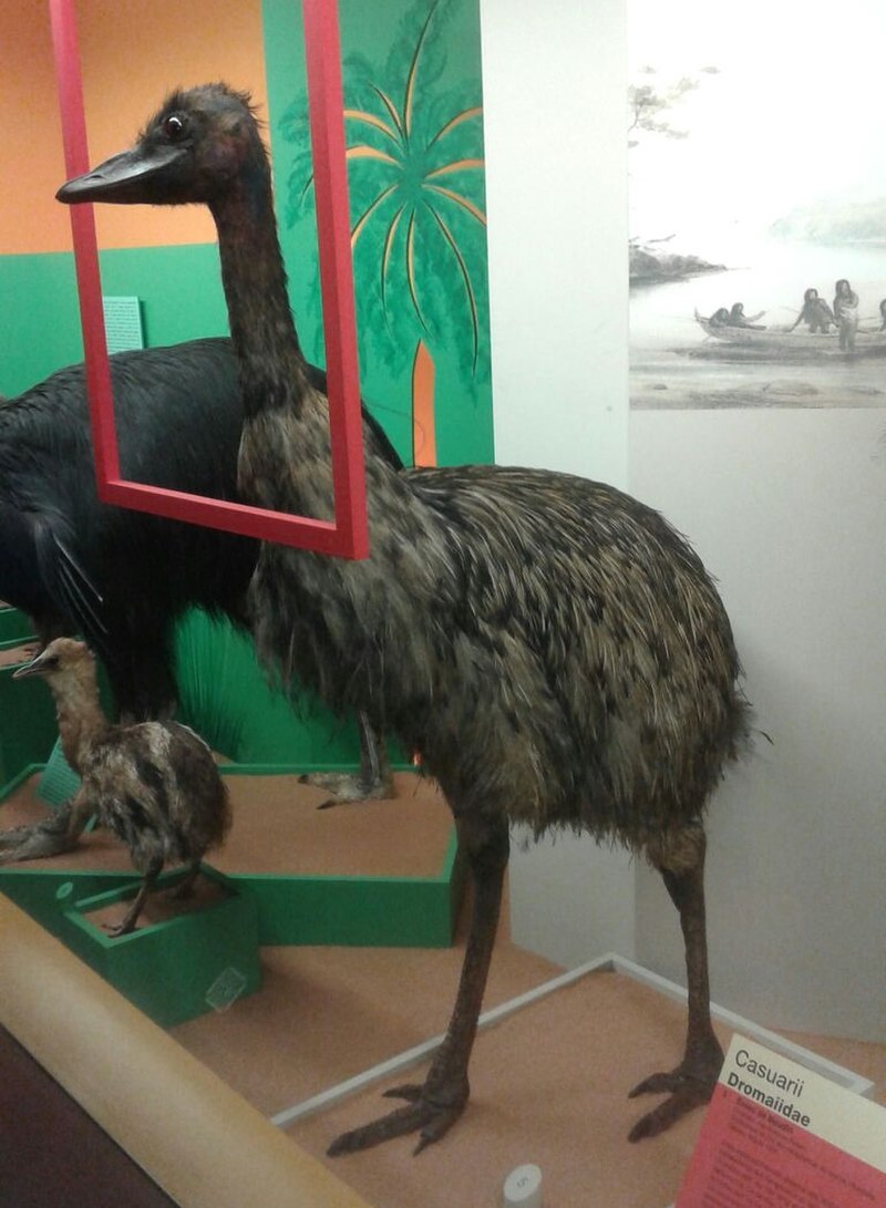 Kangaroo Island emu