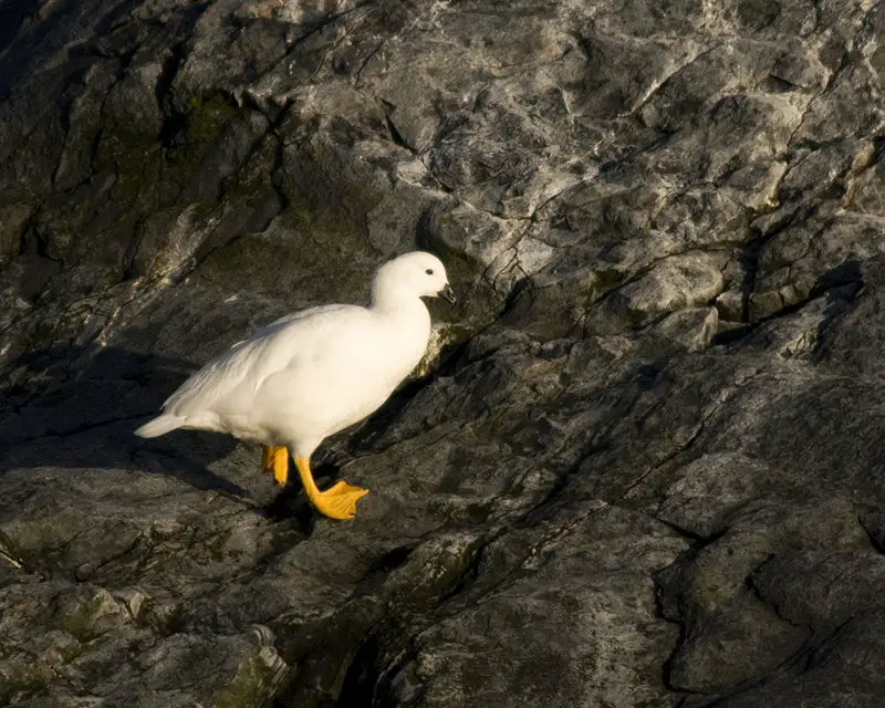 Kelp goose