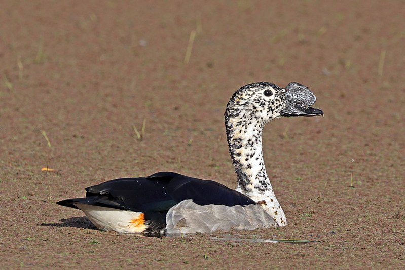 Knob-billed duck