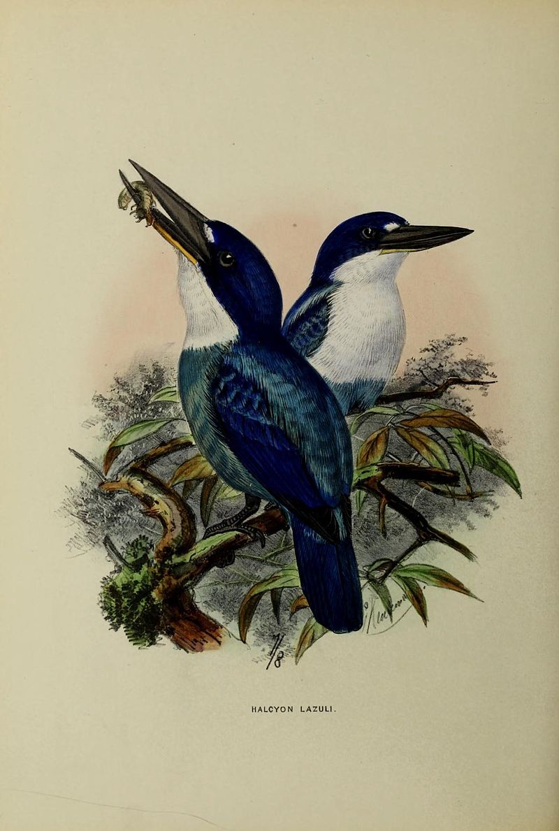 Lazuli kingfisher
