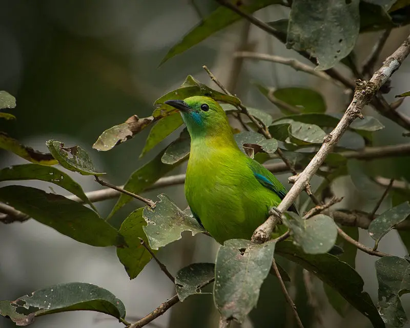 Lesser green leafbird