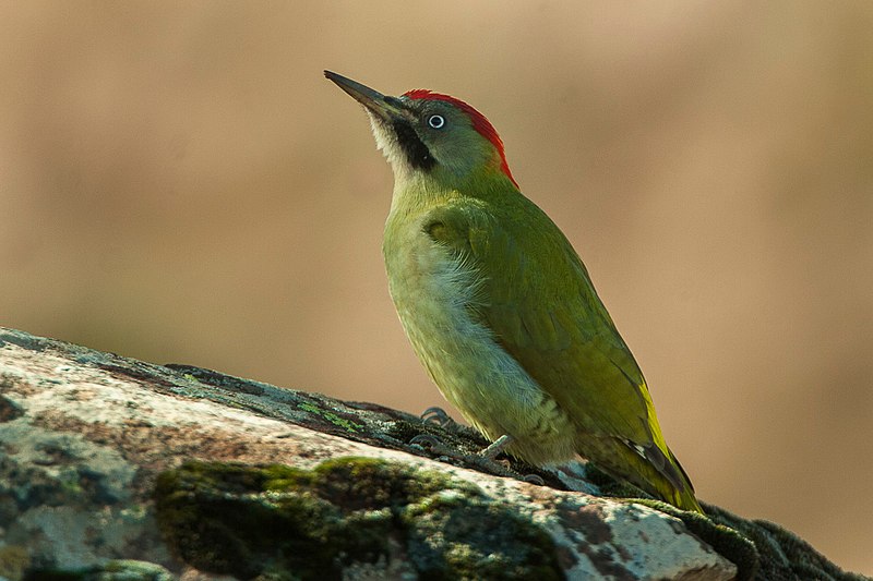Levaillant s woodpecker