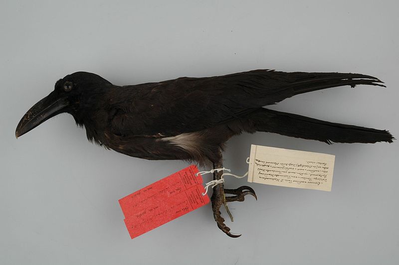 Long-billed crow