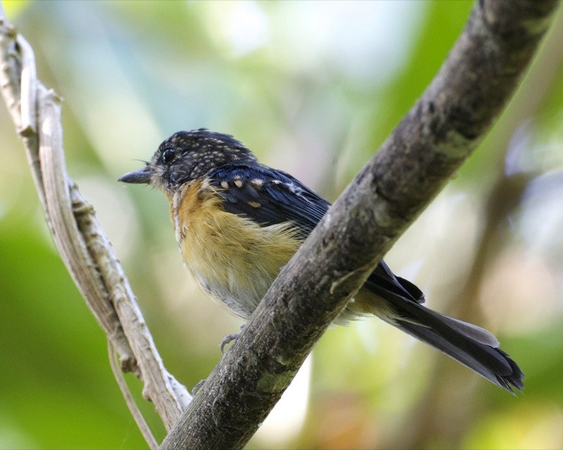 Mangrove blue flycatcher
