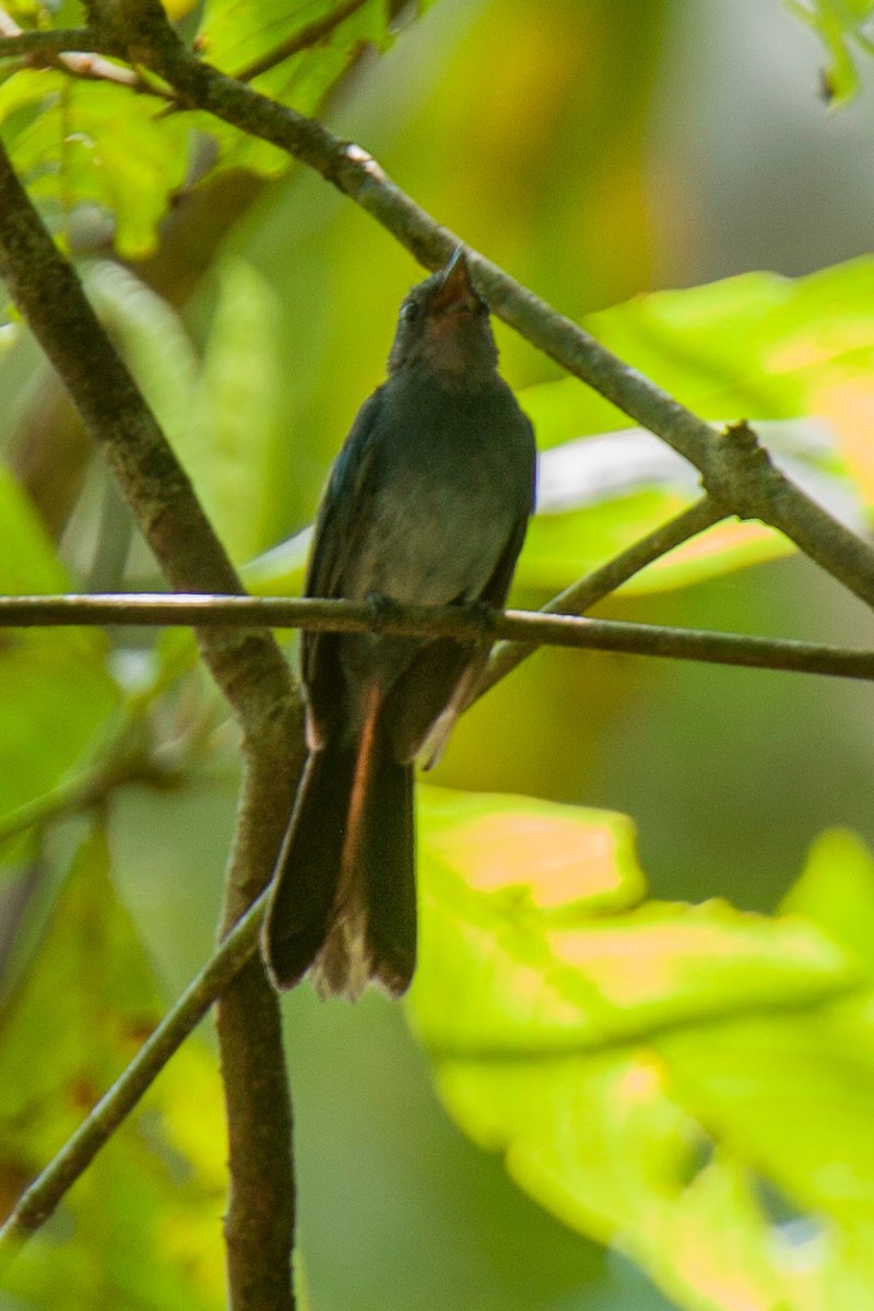 51 Mindanao Birds You Should Know - The Worlds Rarest Birds