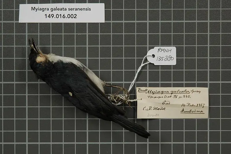 Moluccan flycatcher