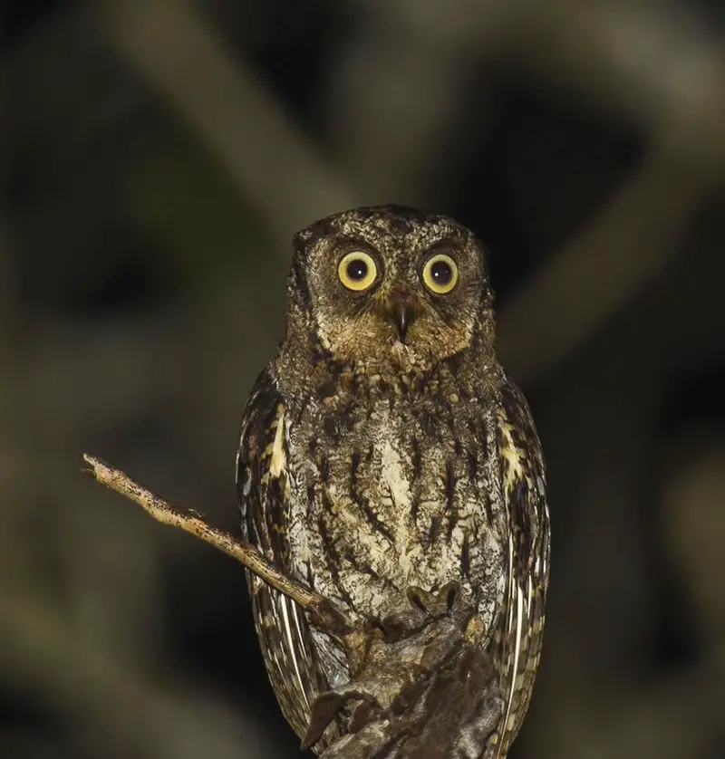 Moluccan scops owl