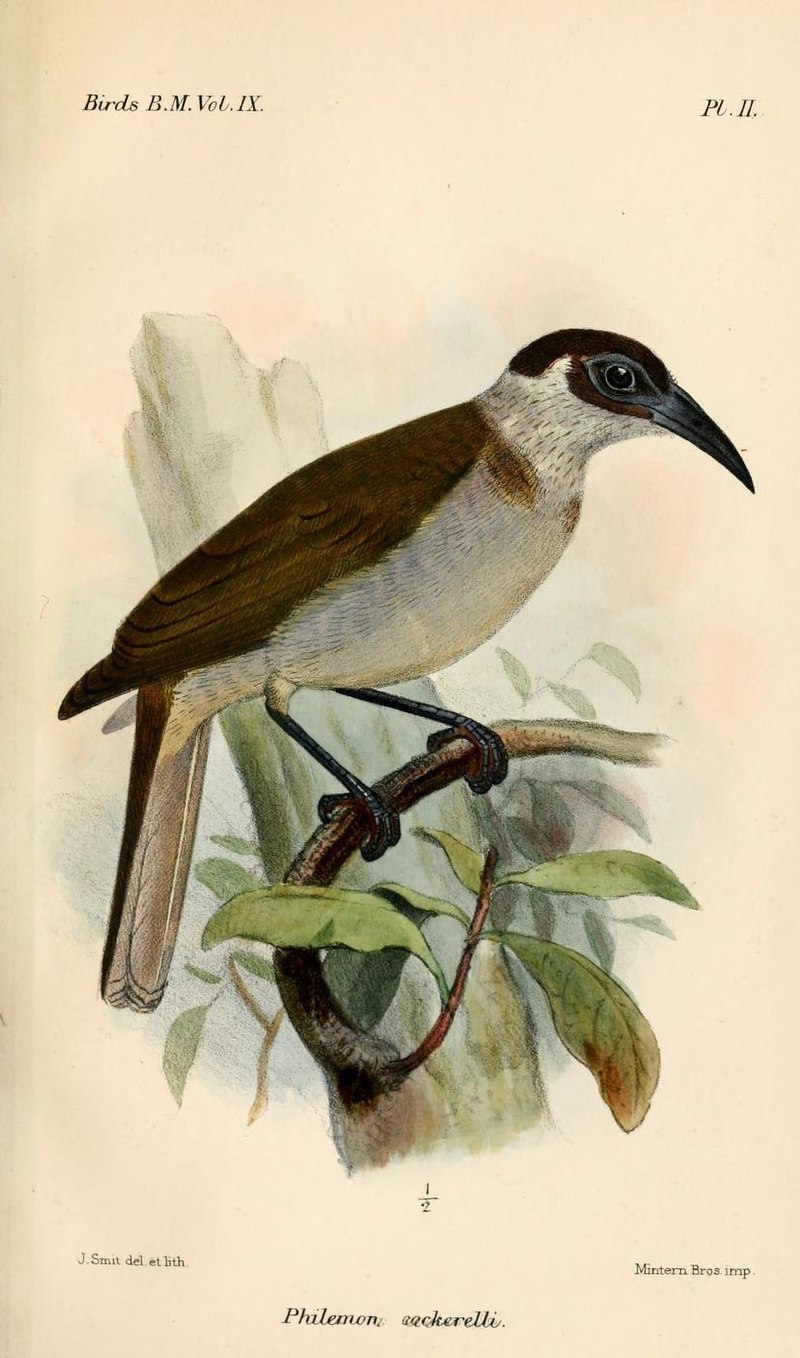 New Britain friarbird