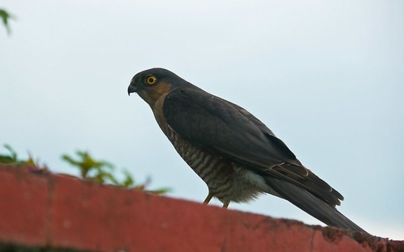 New Britain sparrowhawk