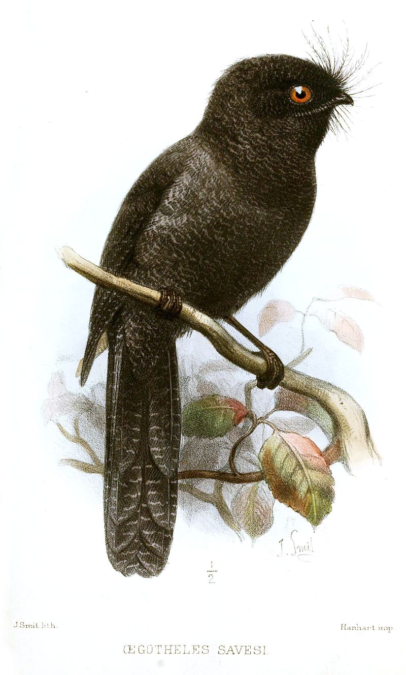 New Caledonian Owlet-nightjar
