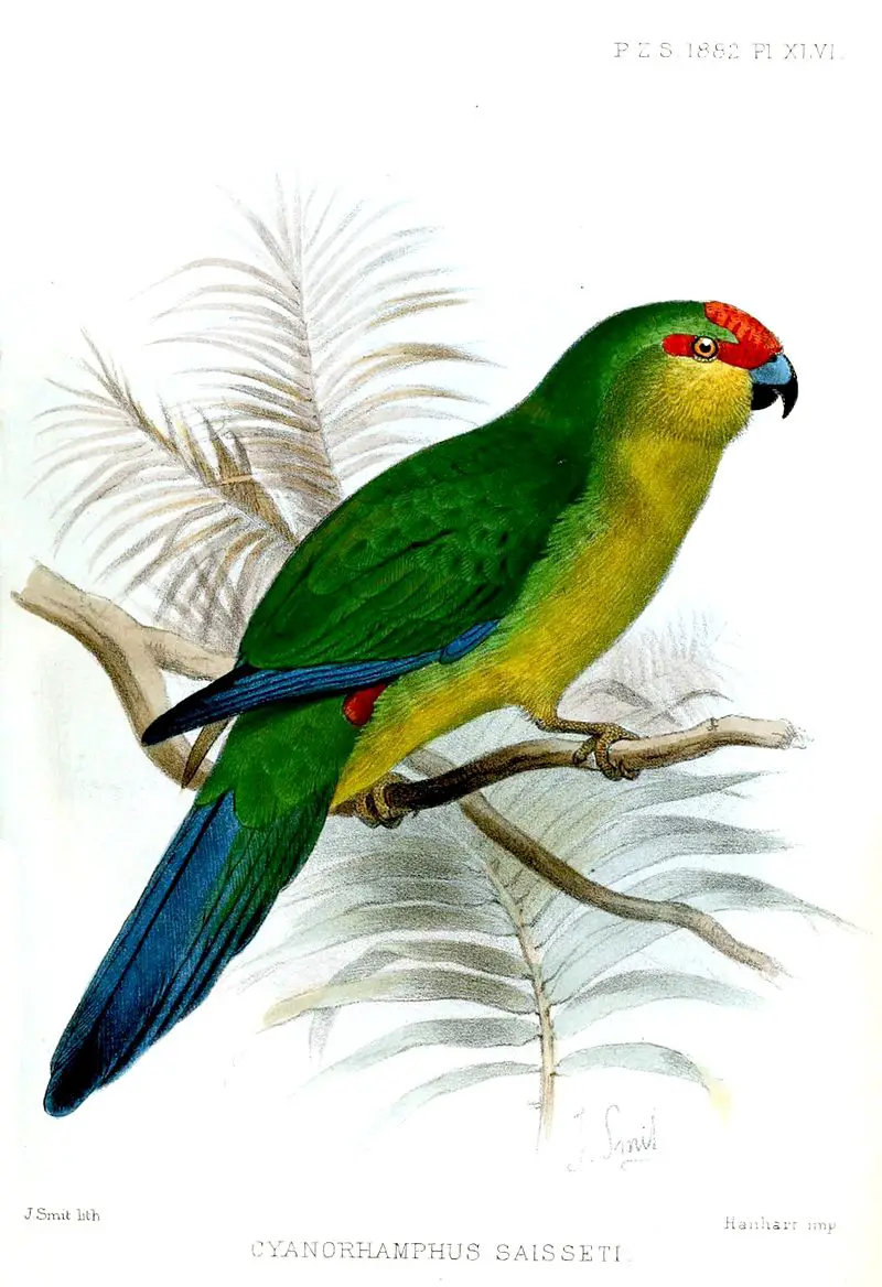 New Caledonian parakeet
