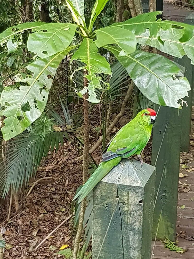 Norfolk parakeet