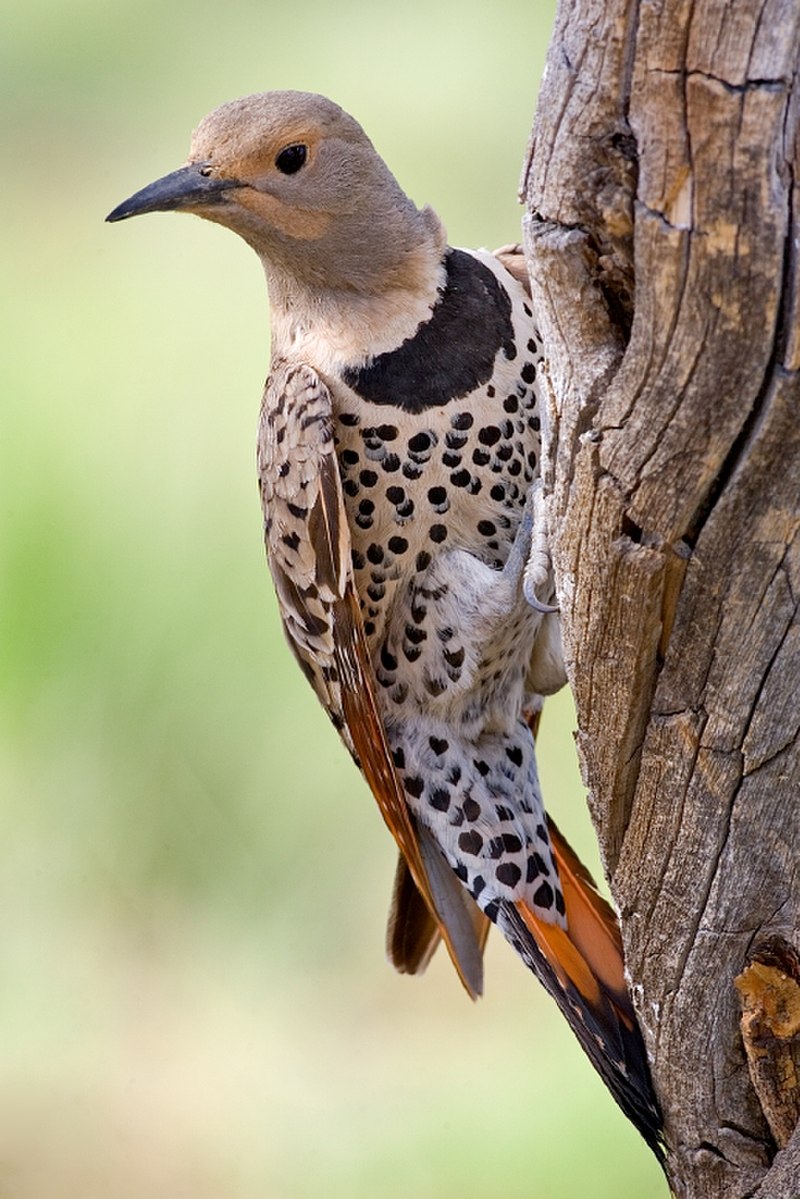 Northern flicker