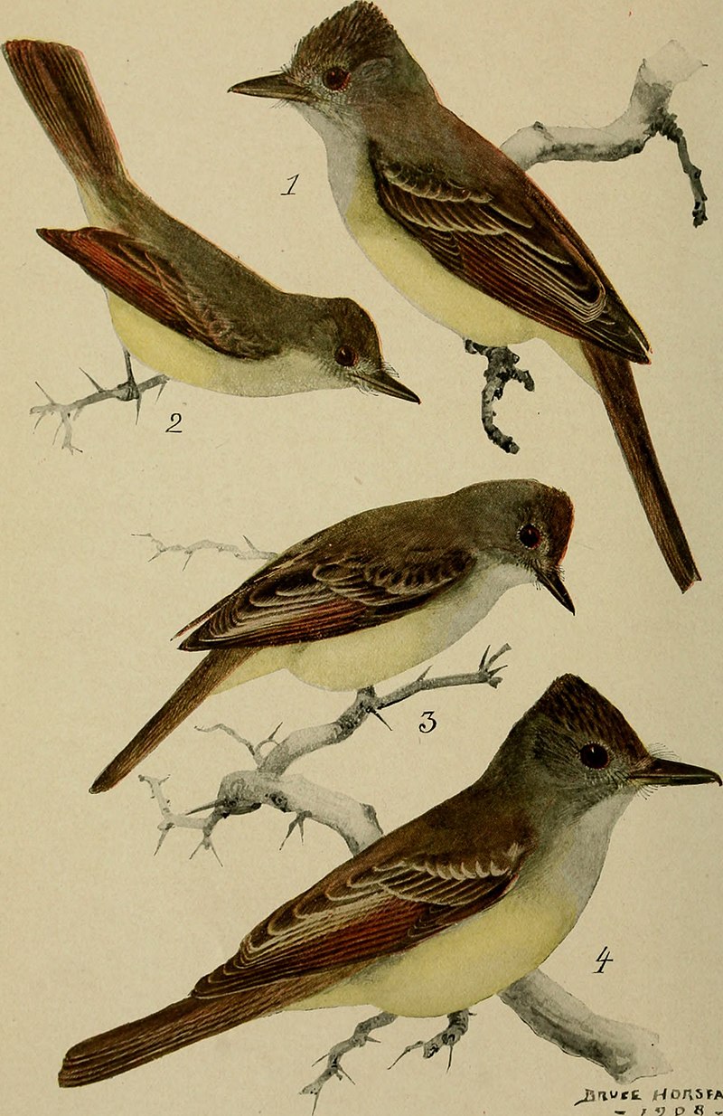 Olivaceous flycatcher