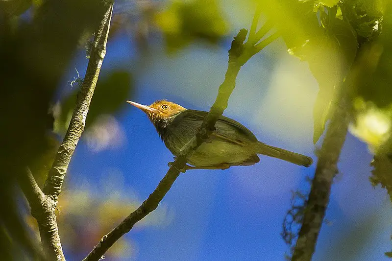 Olive-backed tailorbird
