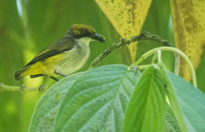Olive-capped flowerpecker