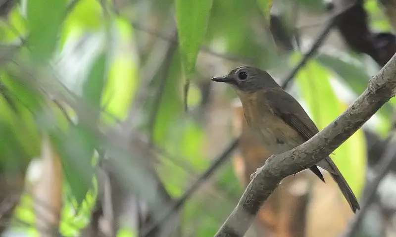 Pale-chinned blue flycatcher