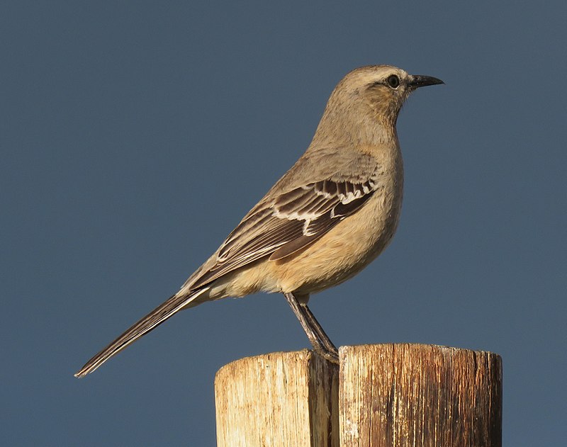 Patagonian mockingbird