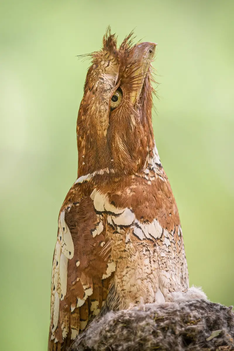 Philippine frogmouth