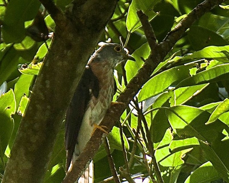 Philippine hawk-cuckoo