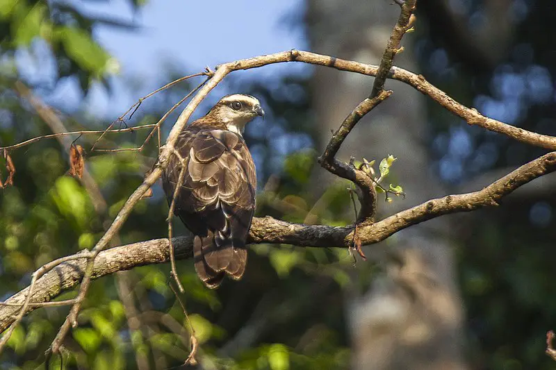Philippine honey buzzard