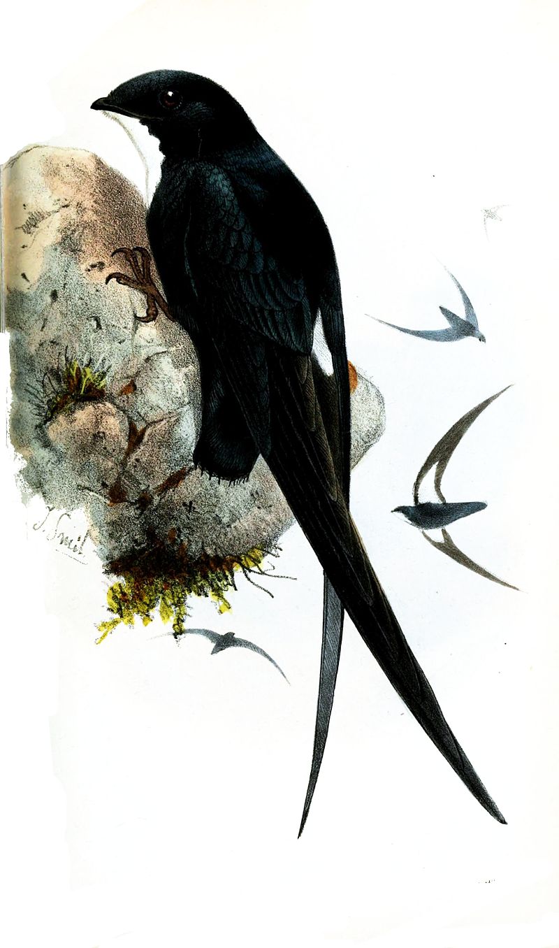 Philippine spine-tailed swift