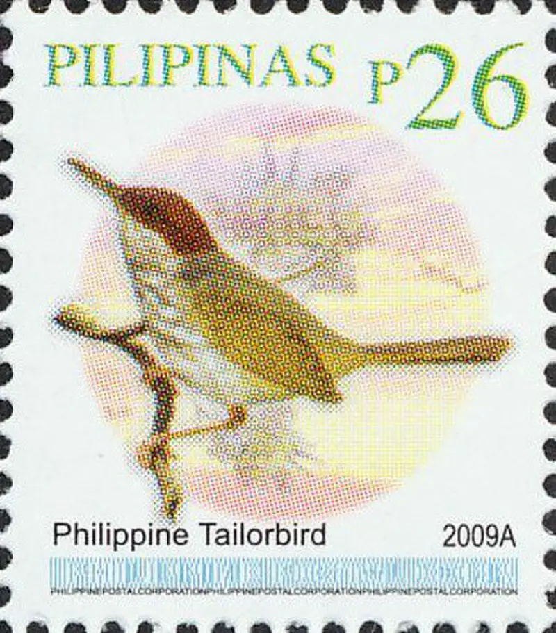 Philippine tailorbird