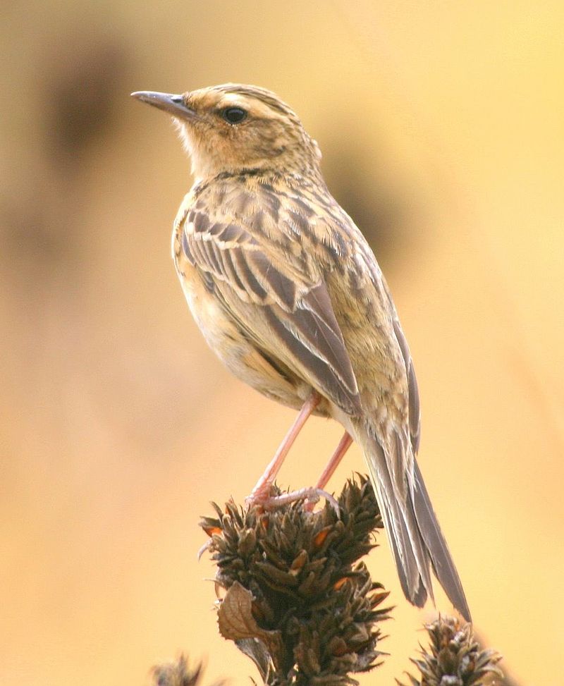 Pipits