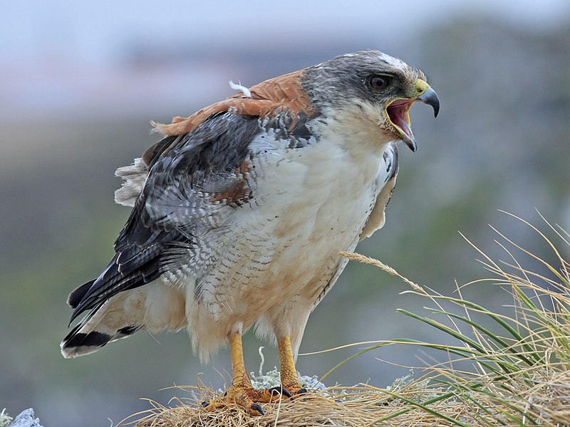 Red-backed Hawk