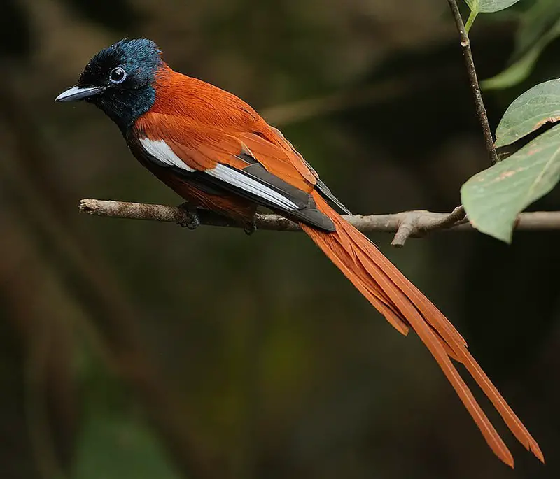 Red-bellied paradise flycatcher