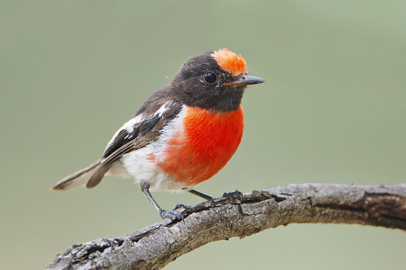 Red-capped robin