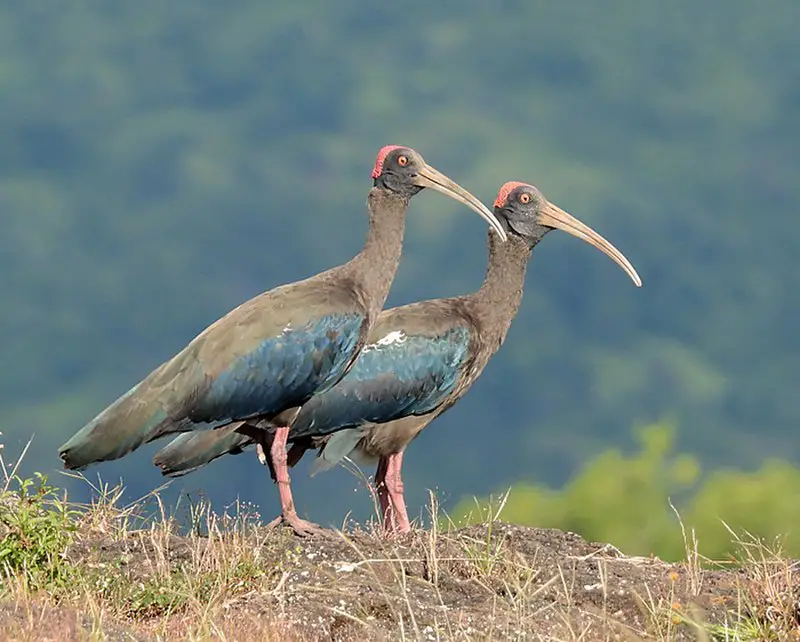 Red-naped ibis