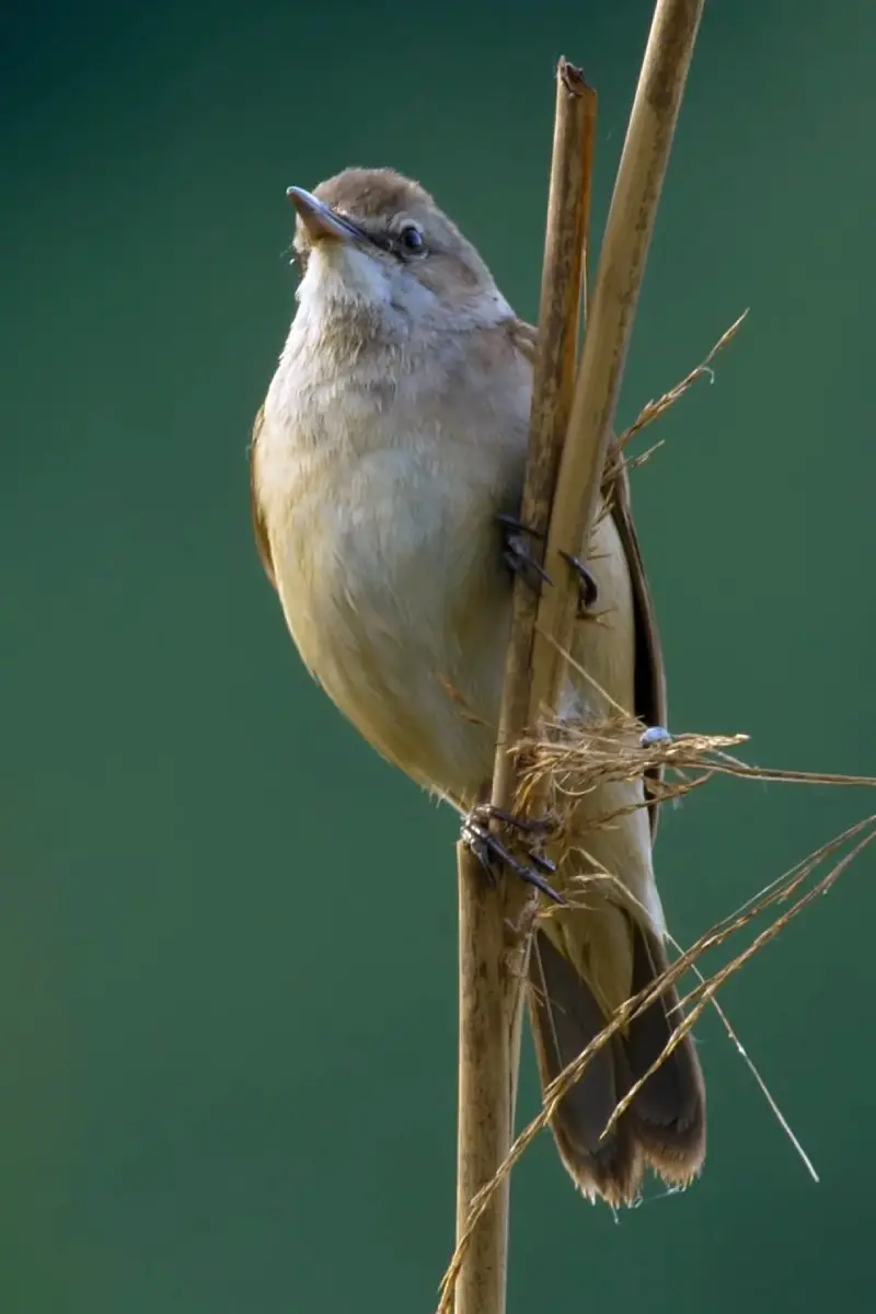 Rimatara reed warbler