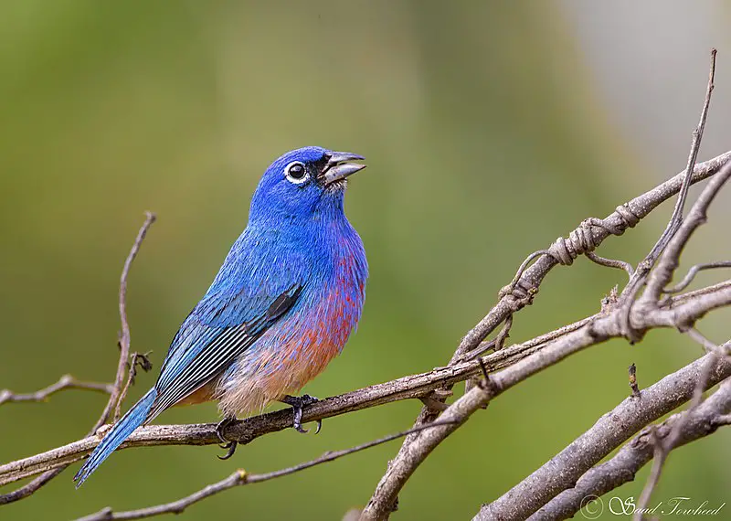 Rose-bellied bunting