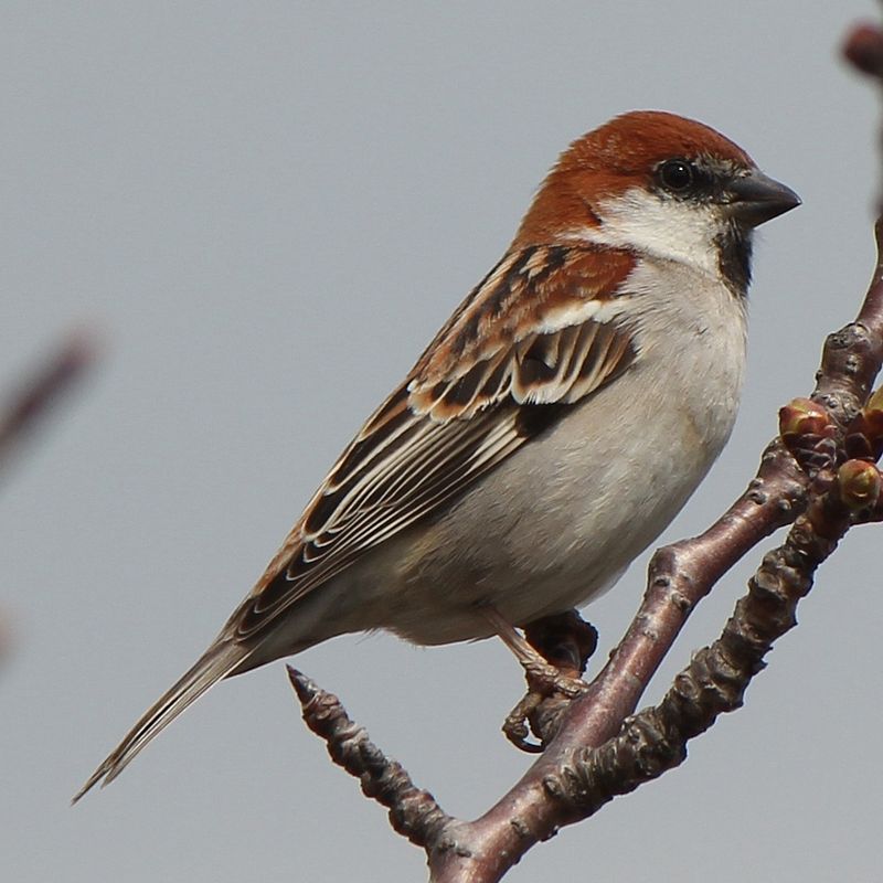 Russet sparrow
