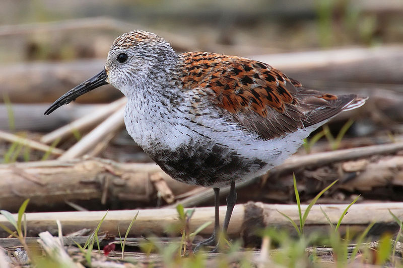 Sandpiper