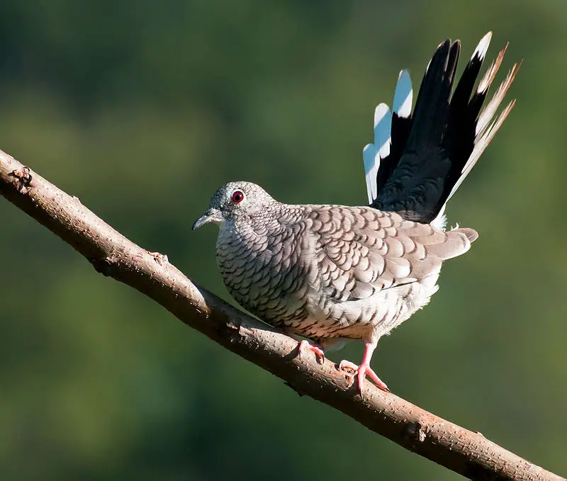 Scaled dove