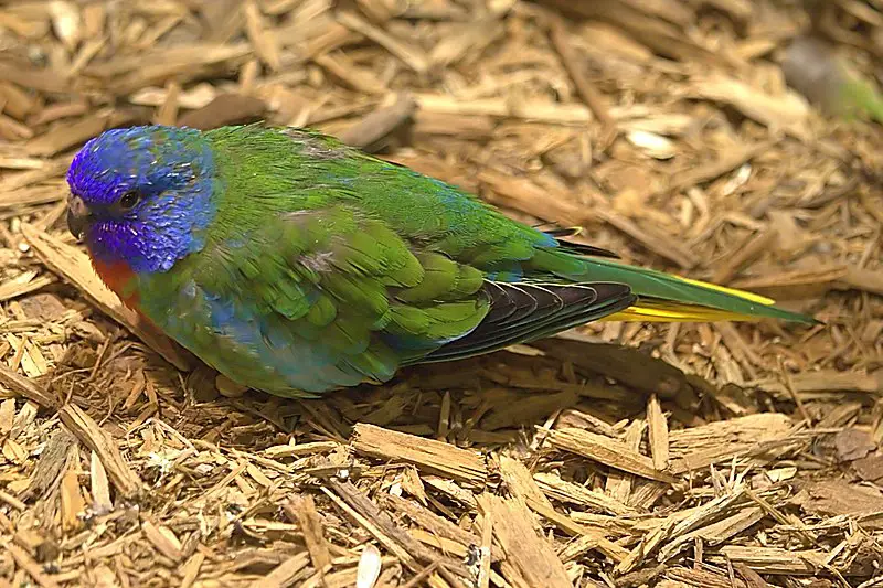 Scarlet-chested parrot