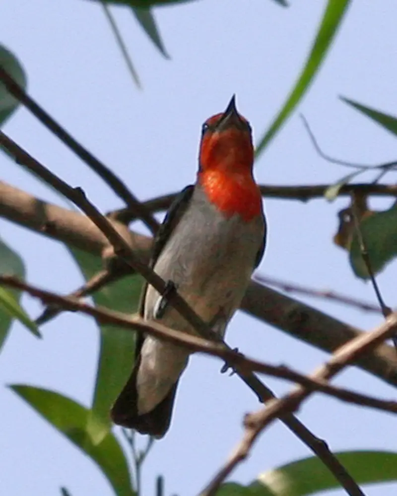 Scarlet-headed flowerpecker