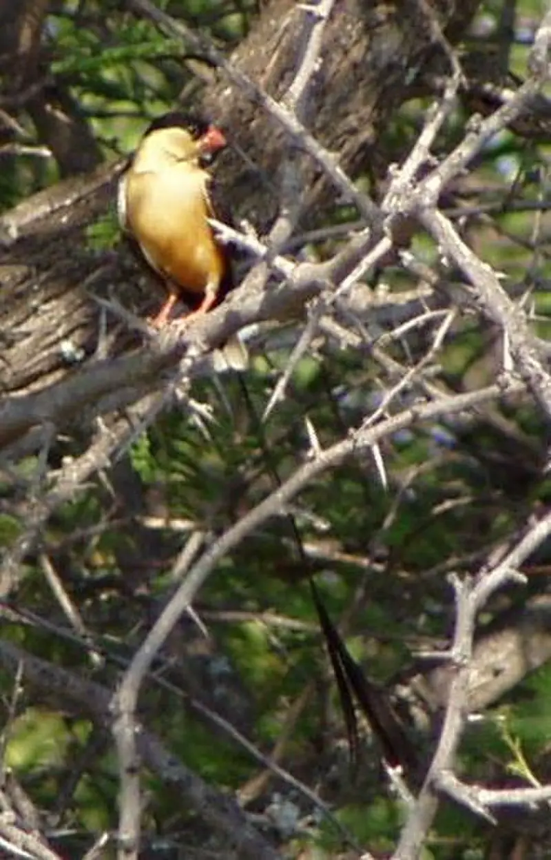 Shaft-tailed whydah