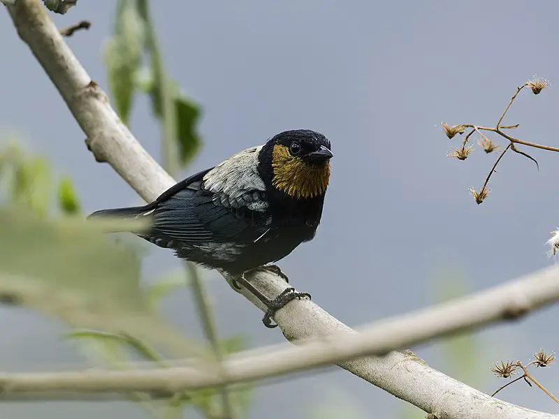 Silver-backed tanager