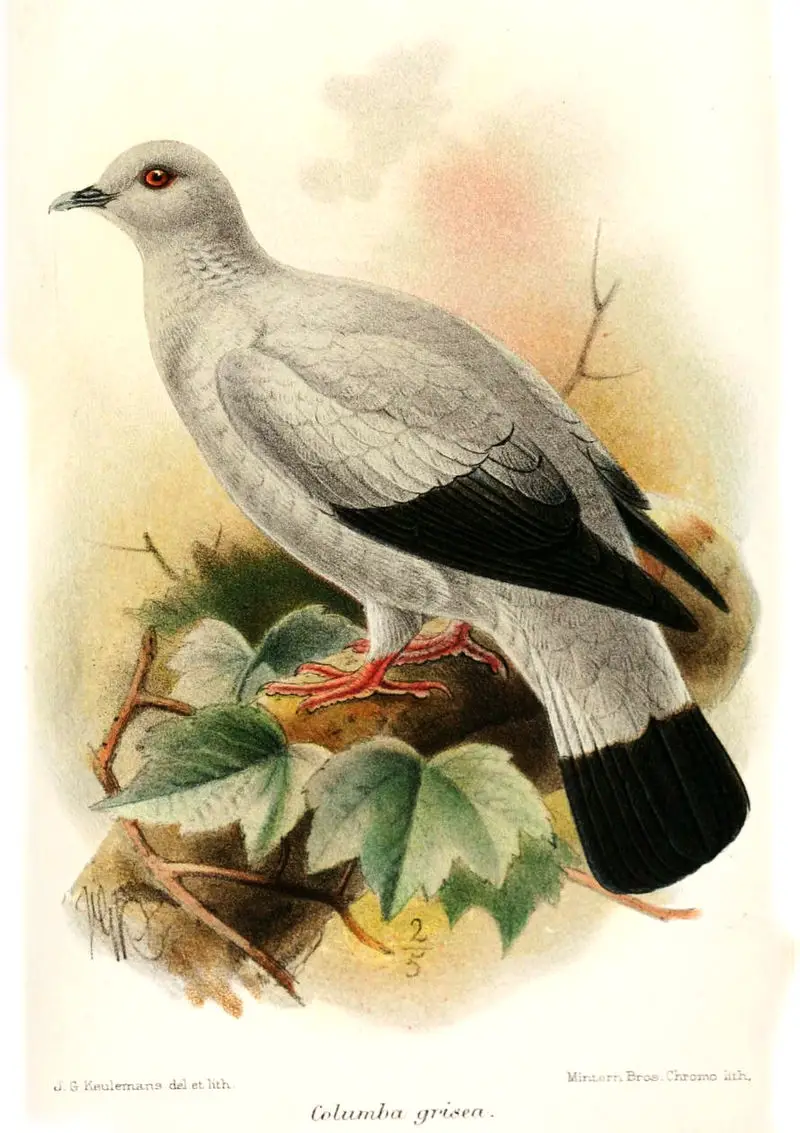Silvery pigeon