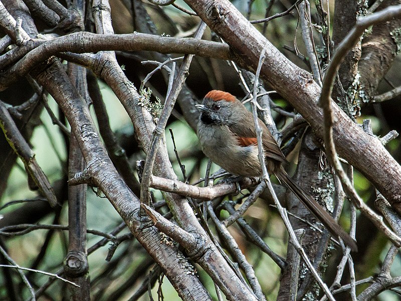 Silvery-throated spinetail