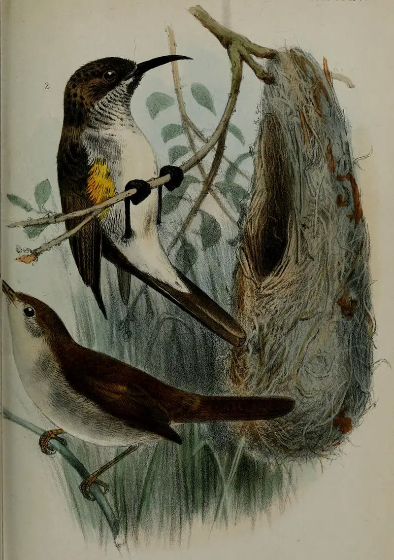 Socotra warbler