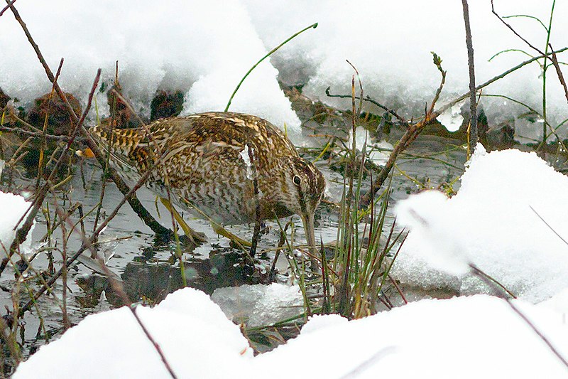 Solitary snipe