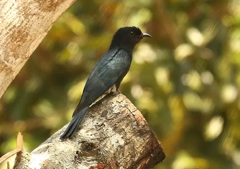 Square-tailed drongo-cuckoo