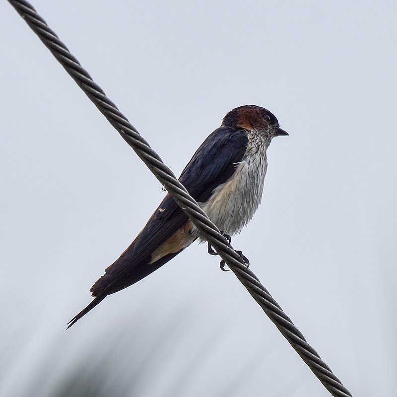 Streak-throated swallow