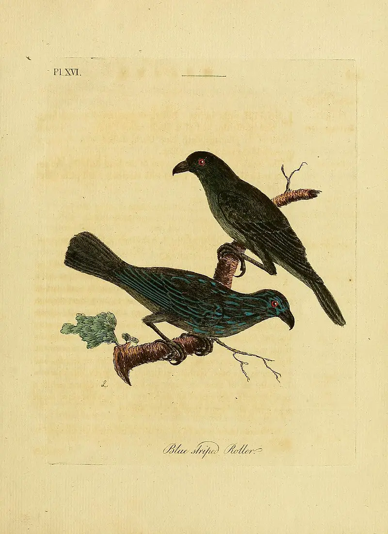 Striated starling