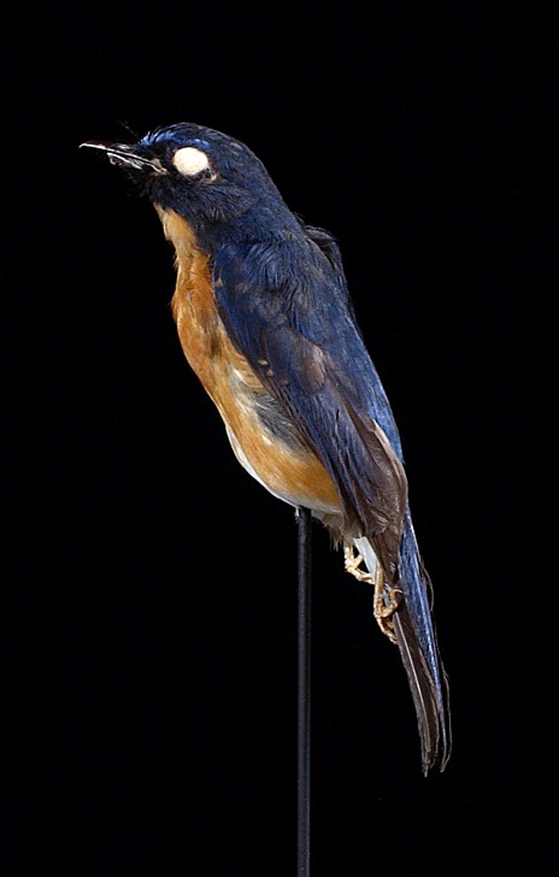Sunda blue flycatcher